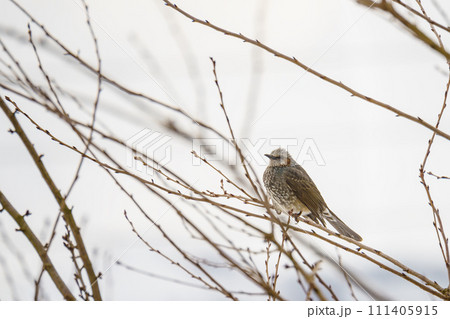 冬のヒヨドリ 冬のヒヨドリ 111405915