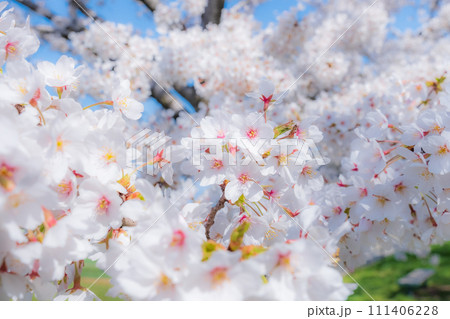満開の桜(ソフトフォーカス) 満開の桜(ソフトフォーカス) 111406228