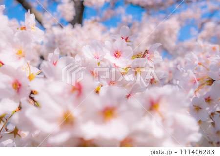 満開の桜(ソフトフォーカス) 満開の桜(ソフトフォーカス) 111406283