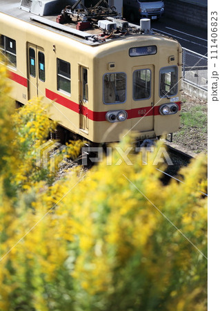 私鉄とセイタカアワダチソウ 私鉄とセイタカアワダチソウ 111406823
