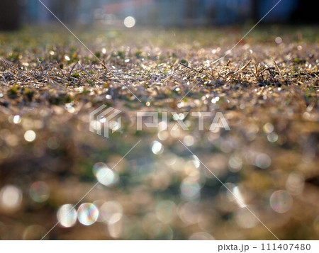 朝の公園広場(日ざしを浴びた枯芝と朝露) 朝の公園広場(日ざしを浴びた枯芝と朝露) 111407480