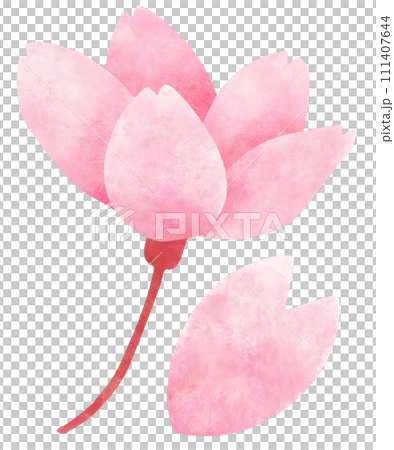 横から見た桜の花のシンプルおしゃれなイラスト素材 七分咲き 横から見た桜の花のシンプルおしゃれなイラスト素材 七分咲き 111407644