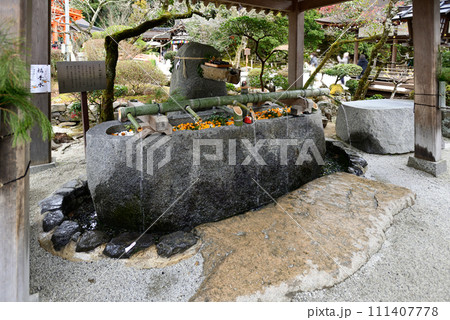 上賀茂神社(賀茂別雷神社)手水舎「橘手水」 上賀茂神社(賀茂別雷神社)手水舎「橘手水」 111407778
