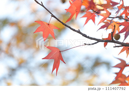 カラフルに紅葉する美しい葉(アメリカフウ、 モミジバフウ) カラフルに紅葉する美しい葉(アメリカフウ、 モミジバフウ) 111407792