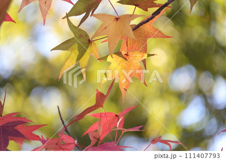カラフルに紅葉する美しい葉(アメリカフウ、 モミジバフウ) カラフルに紅葉する美しい葉(アメリカフウ、 モミジバフウ) 111407793
