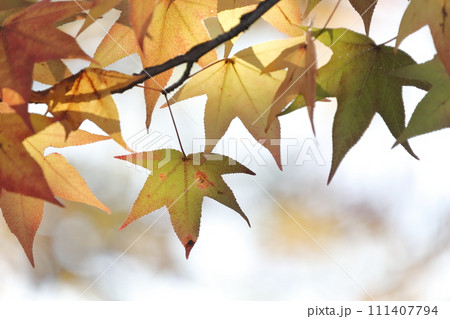 カラフルに紅葉する美しい葉(アメリカフウ、 モミジバフウ) カラフルに紅葉する美しい葉(アメリカフウ、 モミジバフウ) 111407794