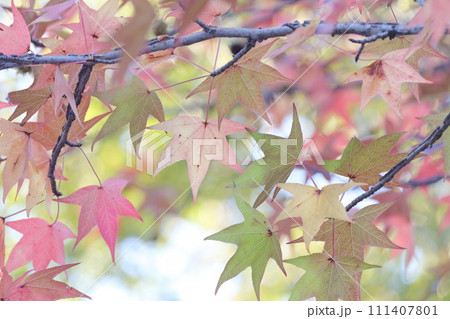 アメリカ原産の木の紅葉(アメリカフウ、 モミジバフウ) アメリカ原産の木の紅葉(アメリカフウ、 モミジバフウ) 111407801