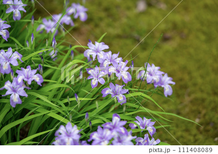 薄紫色の花を咲かせたヒメアヤメ 111408089