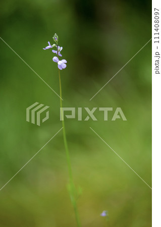 可愛いマツバウランの花 111408097