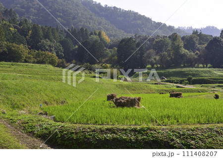 修学院離宮 田園風景 稲架 修学院離宮 田園風景 稲架 111408207