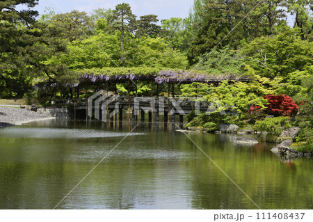京都仙洞御所　南池　八ッ橋と藤棚 111408437