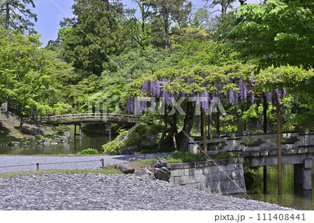 京都仙洞御所　南池　八ッ橋と藤棚 111408441