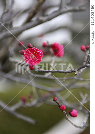 法住寺　竜宮門の八重紅梅 111408460
