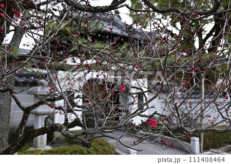 法住寺 竜宮門の八重紅梅 法住寺 竜宮門の八重紅梅 111408464