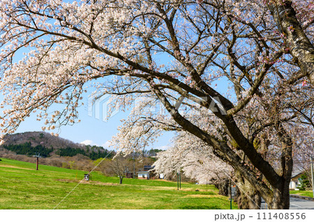 宮城県北部 薬莱山(やくらいさん)の桜 宮城県北部 薬莱山(やくらいさん)の桜 111408556