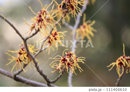 個性的な花びらを持つまんさくの花 111408610