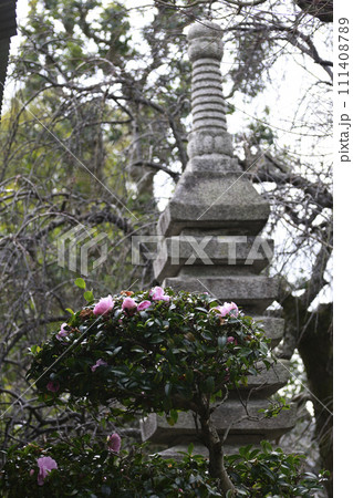 法住寺 山茶花 法住寺 山茶花 111408789