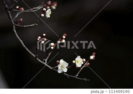 東北院 軒端の梅 東北院 軒端の梅 111409140