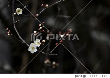 東北院　軒端の梅 111409146
