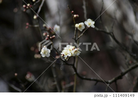 東北院 軒端の梅 東北院 軒端の梅 111409149