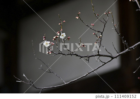 東北院　軒端の梅 111409152