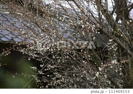 東北院 軒端の梅 東北院 軒端の梅 111409153