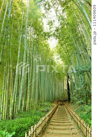 千葉県 佐倉 新緑のひよどり坂 千葉県 佐倉 新緑のひよどり坂 111409609