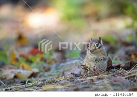 頬をふっくらさせて、可愛いシマリス 頬をふっくらさせて、可愛いシマリス 111410184