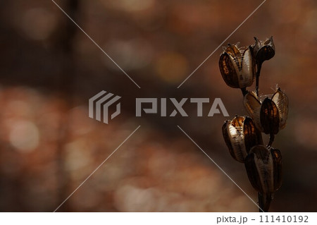 晩秋の陽のウバユリ 111410192