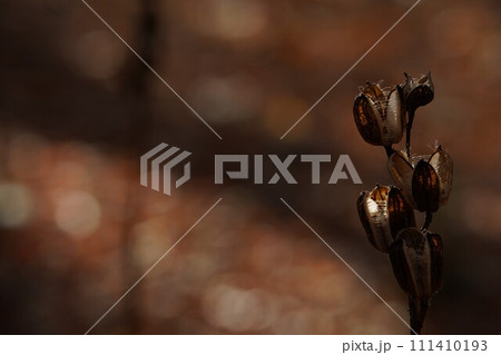 秋の陽のウバユリ 111410193