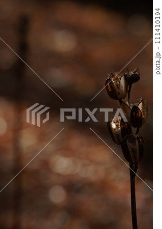 秋の陽のウバユリ 111410194