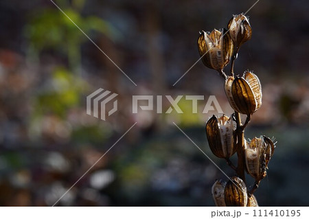 秋の陽のウバユリ 111410195