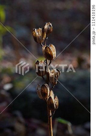 秋の陽のウバユリ 111410196