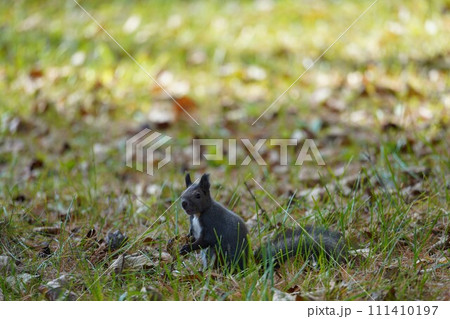 エゾリスと落葉と晩秋の温かな日差し 111410197