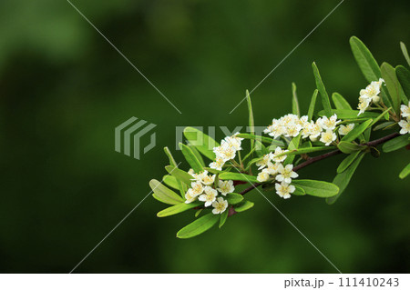 初夏の森に咲く白いピラカンサの花 初夏の森に咲く白いピラカンサの花 111410243