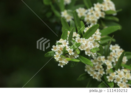 初夏の森に咲く白いピラカンサの花 初夏の森に咲く白いピラカンサの花 111410252
