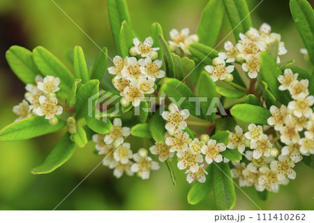 初夏の森に咲く白いピラカンサの花 初夏の森に咲く白いピラカンサの花 111410262