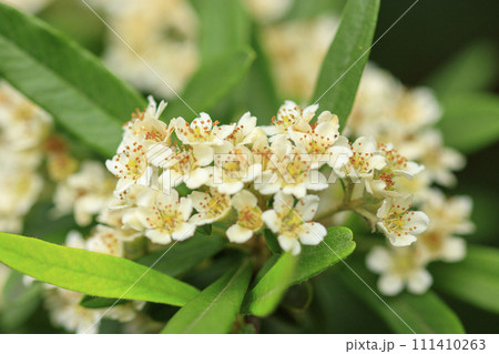 初夏の森に咲く白いピラカンサの花 初夏の森に咲く白いピラカンサの花 111410263