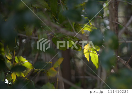 草村の奥で光がさす葉 草村の奥で光がさす葉 111410283