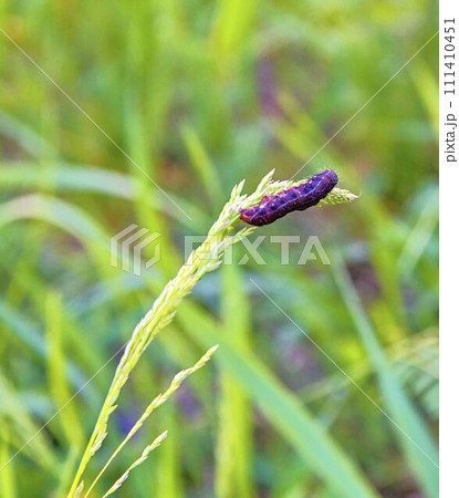 Caterpillar on a stalk. Rich green background Caterpillar on a stalk. Rich green background 111410451