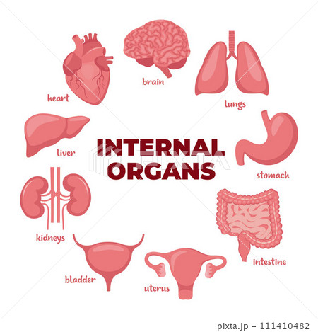 Internal organs set. Heart, brain, lungs, liver, stomach, intestines, bladder, kidneys, uterus and ovaries. Internal organs. Design element for medicine, biology, education. Vector illustration. 111410482