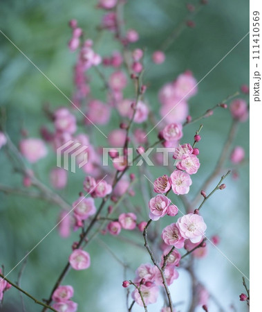 美しい華やかな梅の花　　縦長構図 111410569