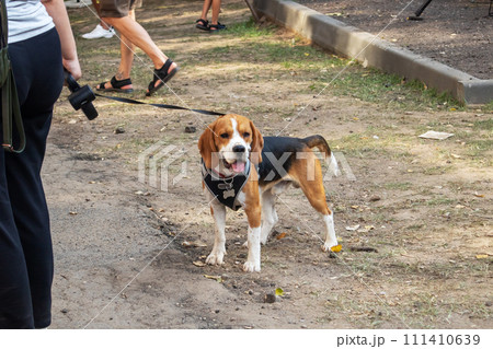 Beagle dog standing on ground and green grass 111410639