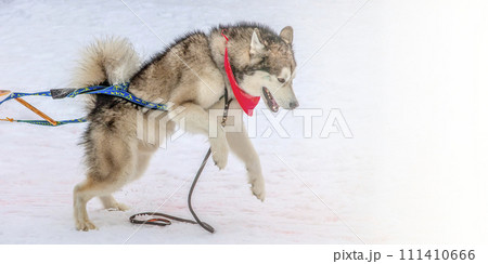Dog in the winter competitions Weight pulling. Dog in the winter competitions Weight pulling. 111410666
