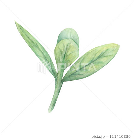 Grass twig leaves watercolor drawing. Herb field spring plant green illustration. Olive cranberry branch isolated white background. Pastry decoration tree bush stick. Aquarelle picture foliage crop Grass twig leaves watercolor drawing. Herb field spring plant green illustration. Olive cranberry branch isolated white background. Pastry decoration tree bush stick. Aquarelle picture foliage crop 111410886