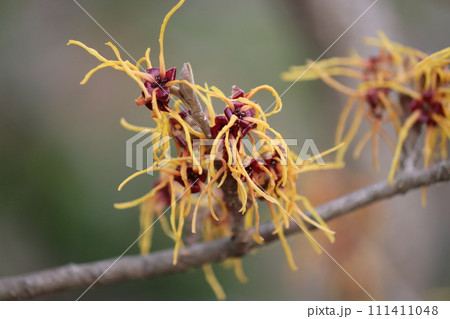 個性的な花姿を持つ万作の花ー弐 個性的な花姿を持つ万作の花ー弐 111411048