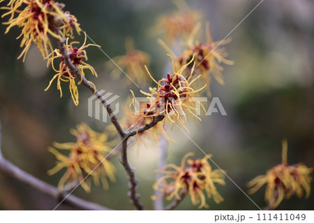 春一番に咲く満作の黄色い花ー壱 111411049