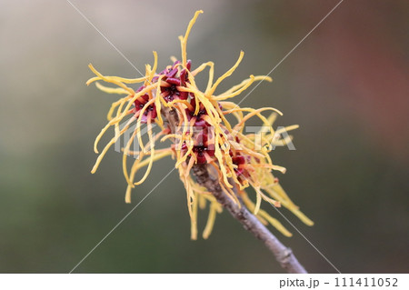 インパクトのある花姿をした万作の花ー壱 インパクトのある花姿をした万作の花ー壱 111411052