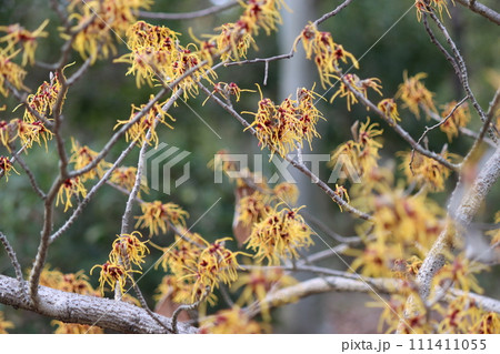 個性的な花びらを持つまんさくの花ー壱 個性的な花びらを持つまんさくの花ー壱 111411055