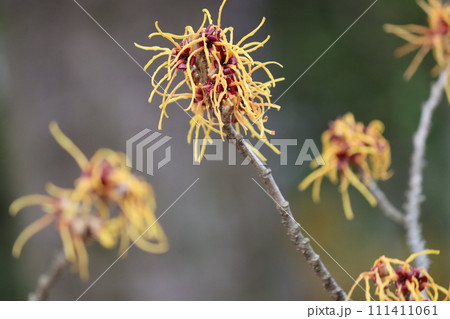 豊年満作とかけて縁起の良い万作の花 豊年満作とかけて縁起の良い万作の花 111411061